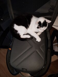 Ares on my copter backpack